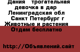 Дания - трогательная девочка в дар! - Ленинградская обл., Санкт-Петербург г. Животные и растения » Отдам бесплатно   